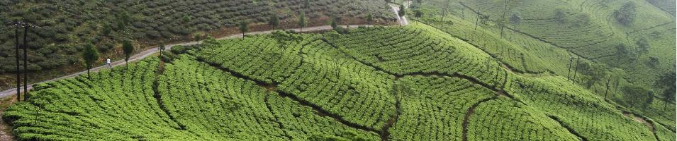 Darjeeling